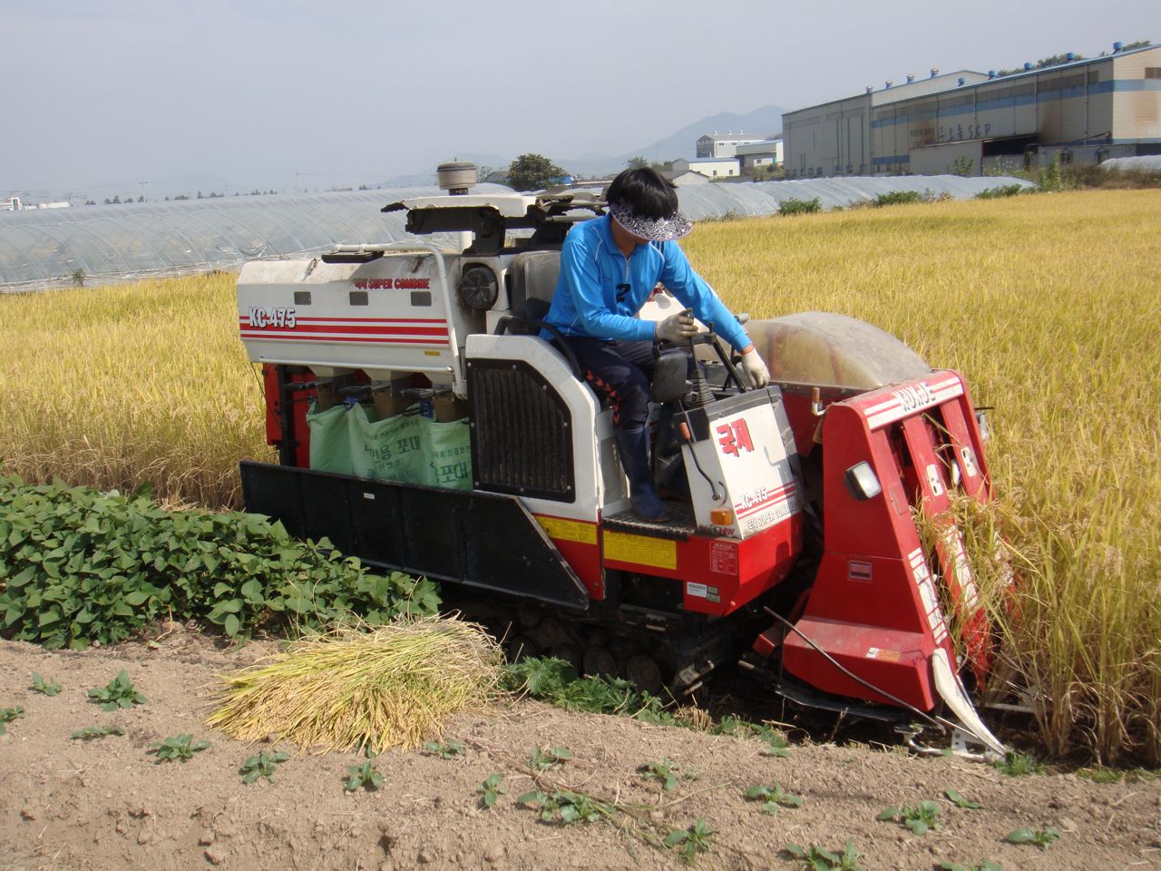 rice-harvest2.jpg