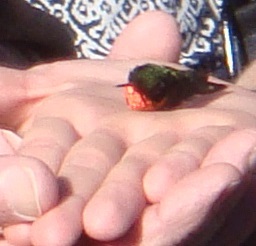 saturday hummingbird fest (7 b)